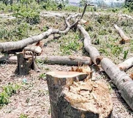 দেউন্দি-রঘুনন্দন বনাঞ্চলের গাছ কেটে সাবাড় ॥ হুমকির মুখে জীববৈচিত্র্য 33 bon 700x390 1