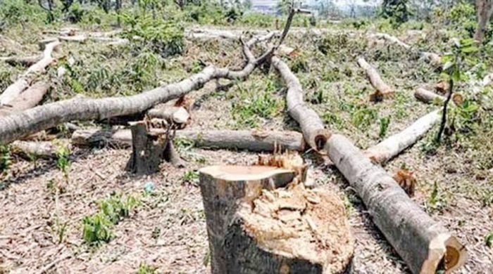 দেউন্দি-রঘুনন্দন বনাঞ্চলের গাছ কেটে সাবাড় ॥ হুমকির মুখে জীববৈচিত্র্য 29 bon 700x390 1